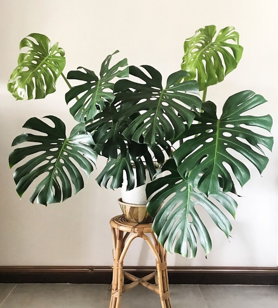 5 loại cây giúp cải thiện tâm trạng, làm bừng sáng không gian sống: Rất nên trồng trong nhà dịp đầu năm - Ảnh 5.