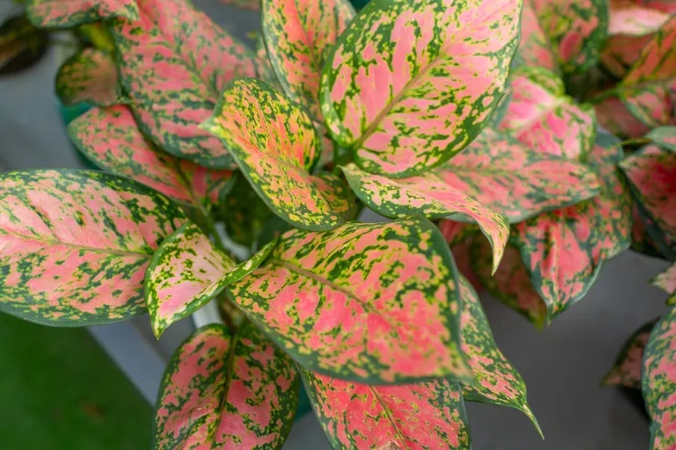 5 loại cây giúp cải thiện tâm trạng, làm bừng sáng không gian sống: Rất nên trồng trong nhà dịp đầu năm - Ảnh 4.