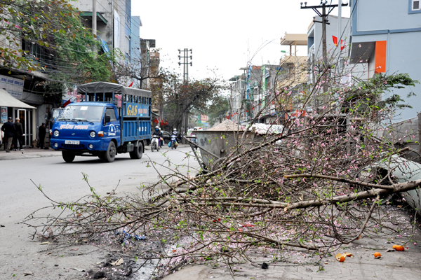 Cảnh báo đặc biệt tới các gia đình đang bày hoa đào ngày Tết - Ảnh 2.