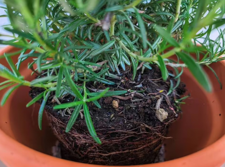 Sai lầm khi trồng cây trong chậu khiến cây nhanh chết: Người mới rất dễ mắc phải - Ảnh 2.