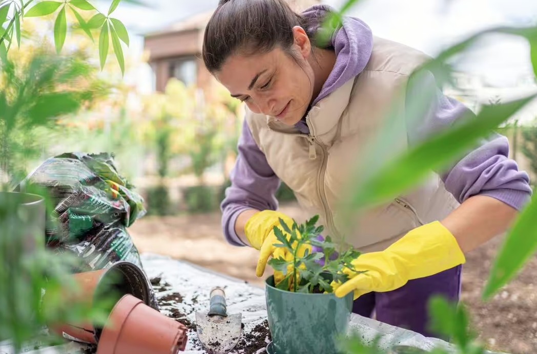 Sai lầm khi trồng cây trong chậu khiến cây nhanh chết: Người mới rất dễ mắc phải - Ảnh 1.