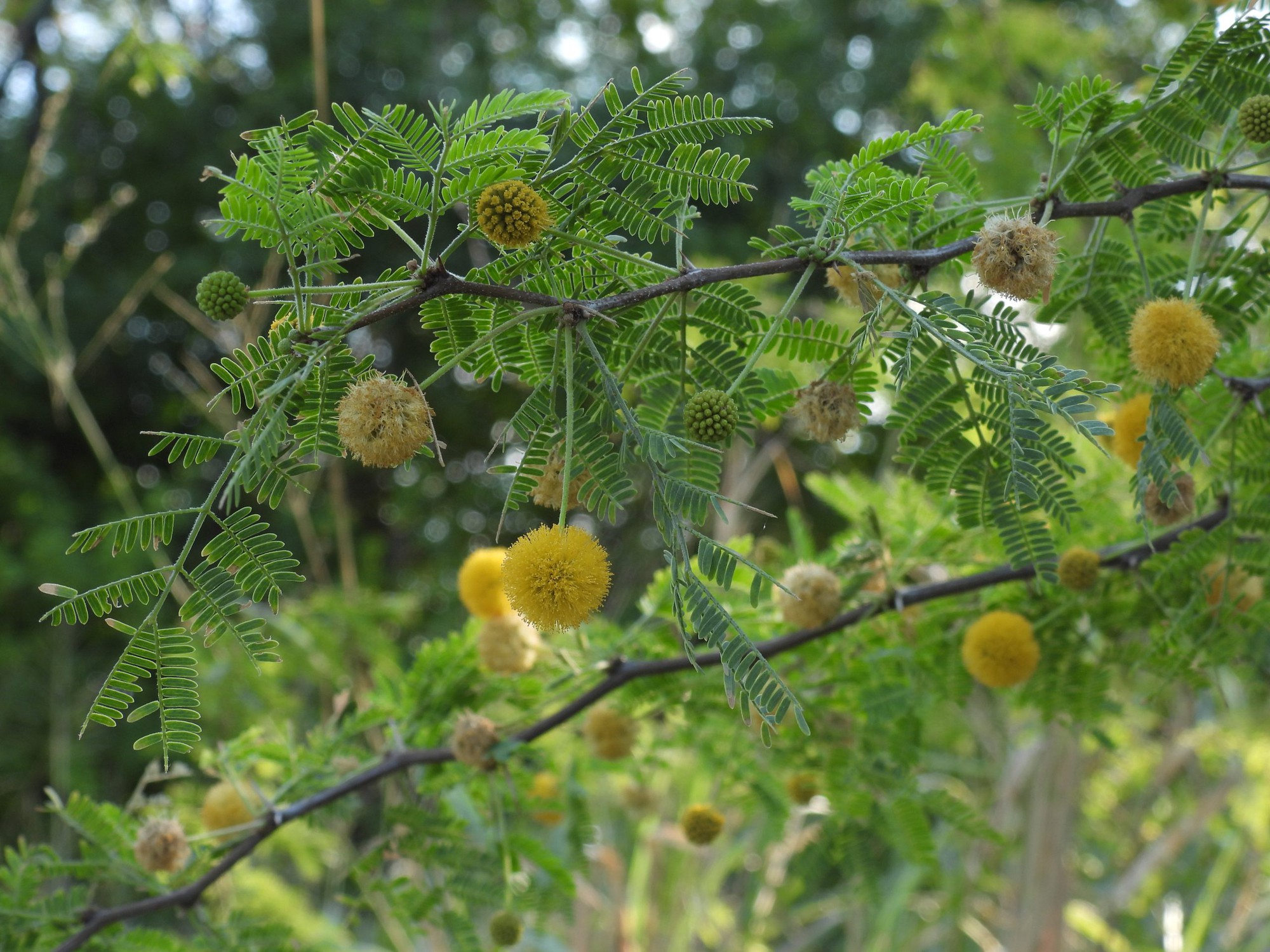 5 loại cây mang lại xui xẻo, không nên trồng trong nhà - Ảnh 3.