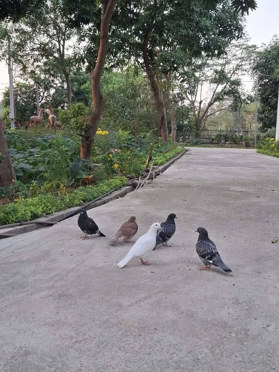 Một viện dưỡng lão ở rìa Hà Nội: Gần núi Ba Vì, có phòng ở như căn hộ chung cư thu nhỏ - Ảnh 8.