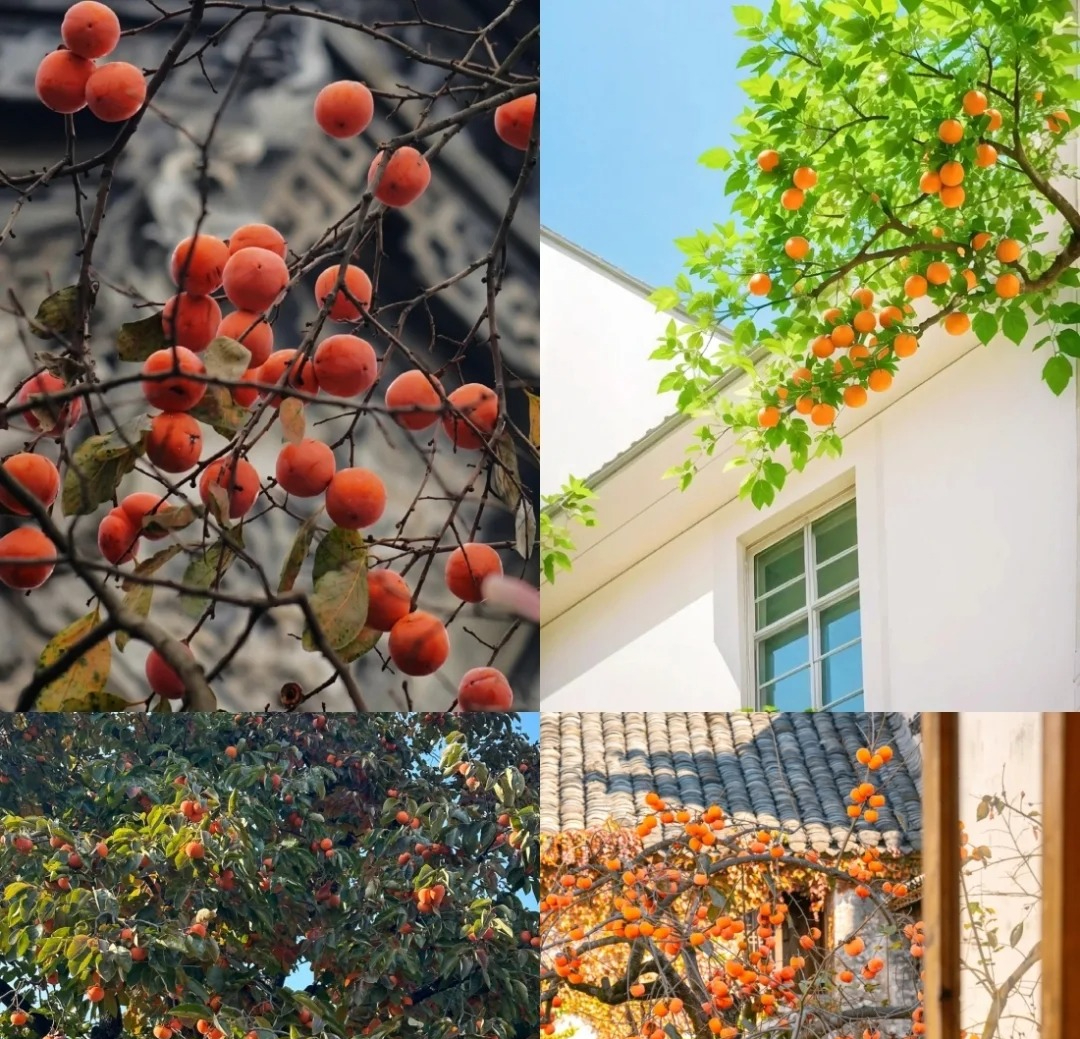 Dù giàu hay nghèo, trước khi trồng cây trong sân hãy nhớ 3 điều nên làm - 4 điều tuyệt đối tránh để khỏi “rước” rắc rối về nhà- Ảnh 4.