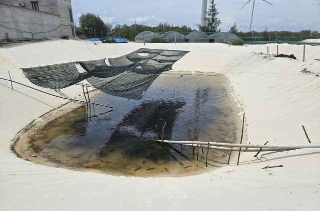 Anh nông dân biến cát trắng thành 'mỏ vàng' thu lãi 3 tỷ mỗi năm từ loài cá hiền lành ham ăn- Ảnh 1.