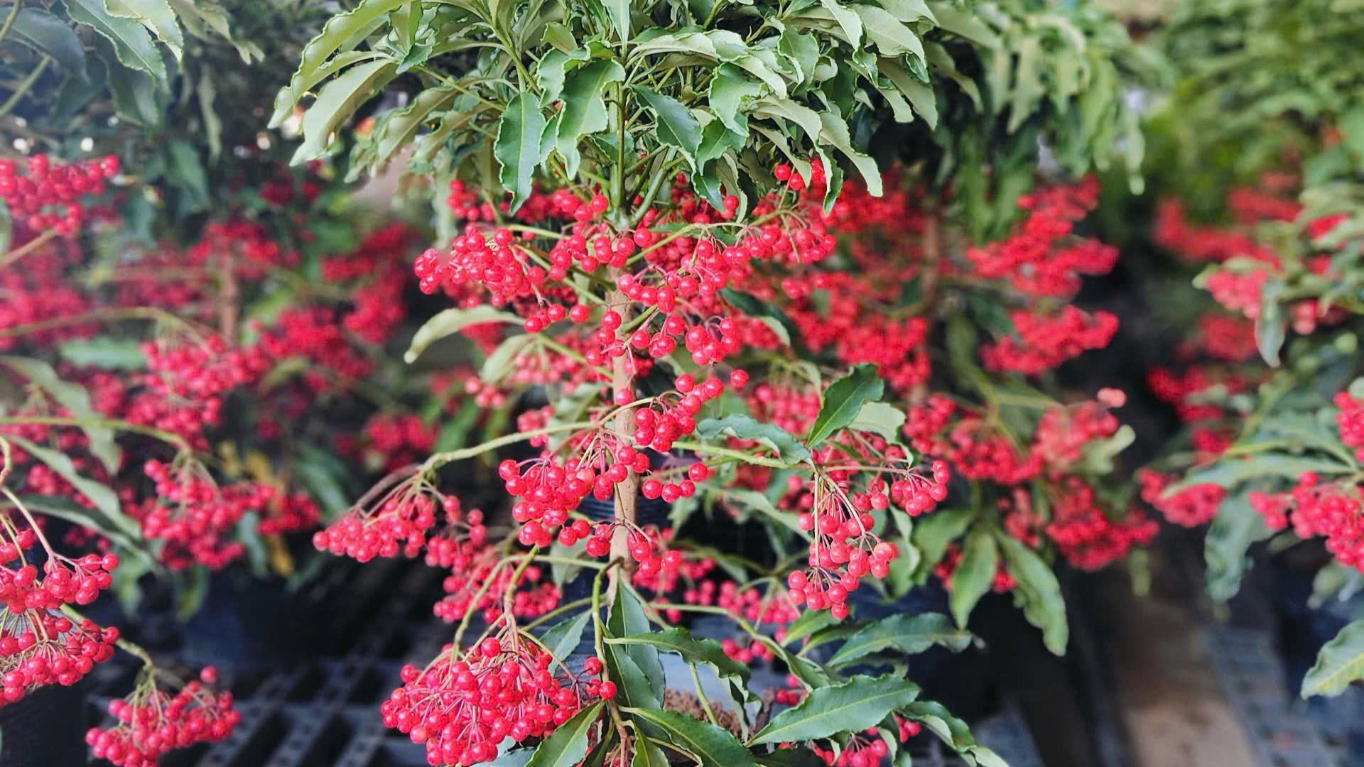 5 loại cây nên trồng trong nhà vào ngày vía Thần Tài- Ảnh 4.