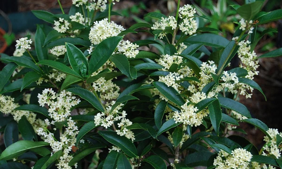 5 loại cây nên trồng trong nhà vào ngày vía Thần Tài- Ảnh 2.