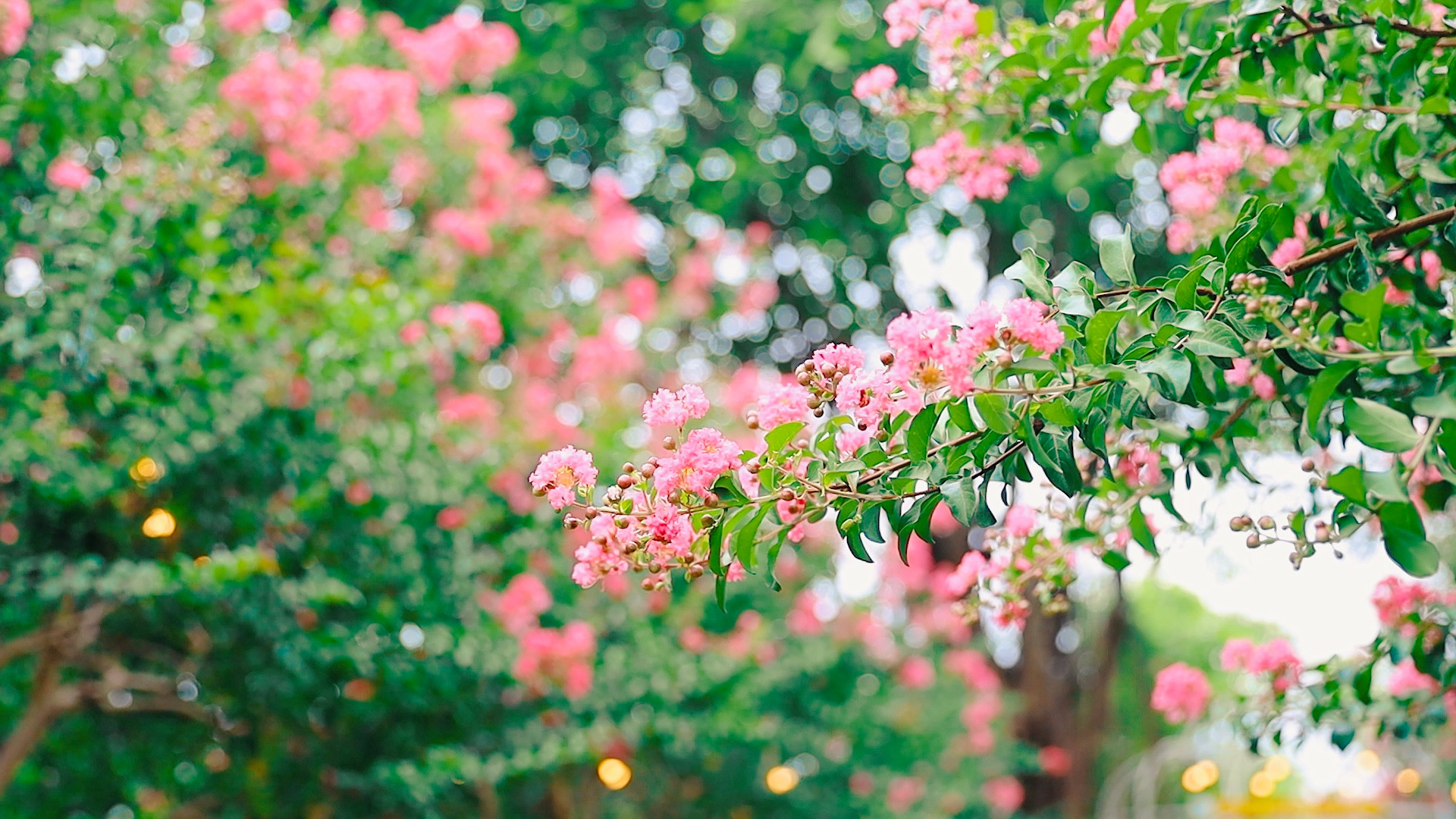 5 loại cây nên trồng trong nhà vào ngày vía Thần Tài- Ảnh 3.