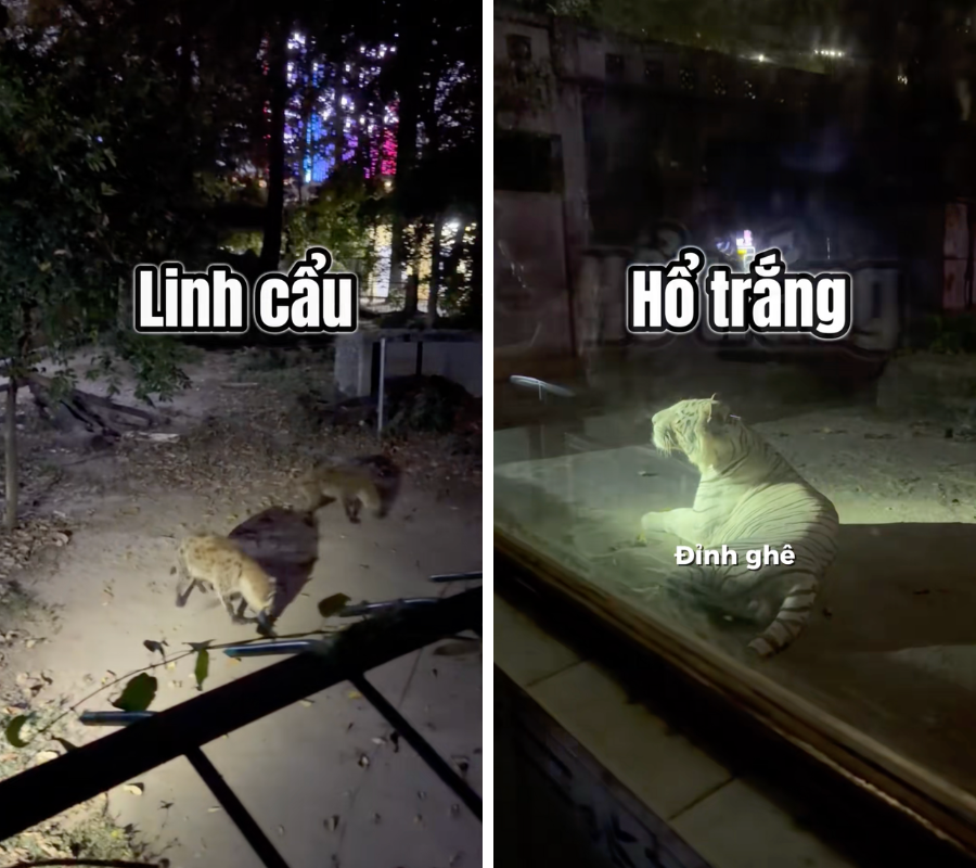 Khách Hàn ngã ngửa đi tour đêm mới biết dàn thú Thảo Cầm Viên cũng bị dí KPI- Ảnh 2.