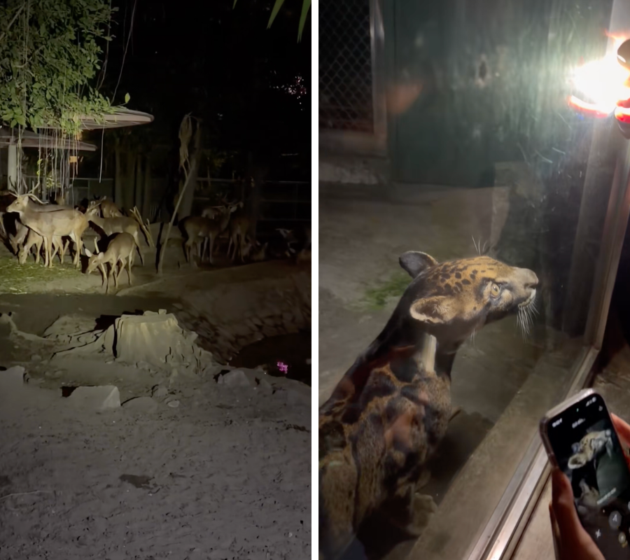 Khách Hàn ngã ngửa đi tour đêm mới biết dàn thú Thảo Cầm Viên cũng bị dí KPI- Ảnh 3.