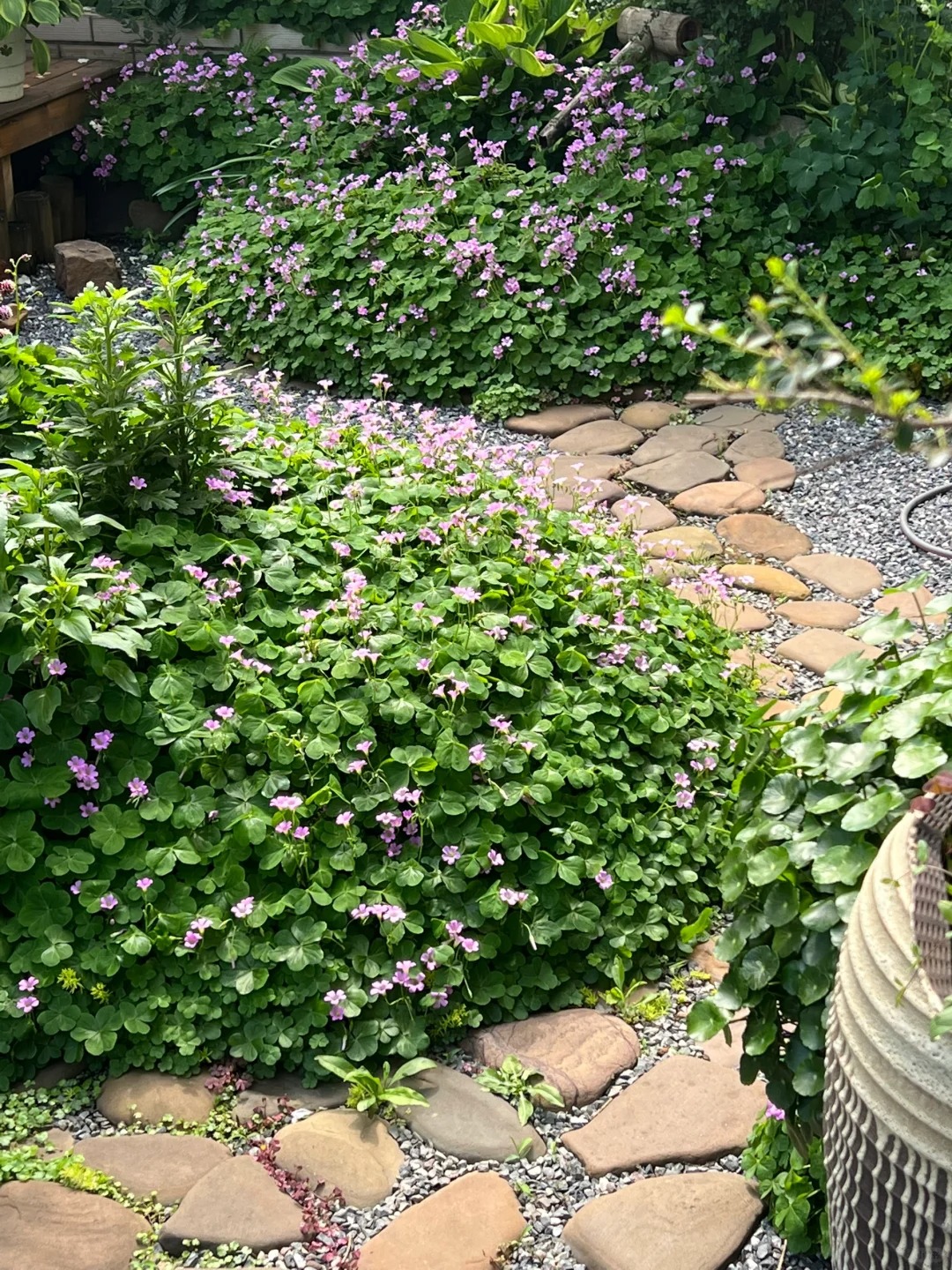 Đừng dại trồng 8 loại cây này trong nhà và sân vườn: Đẹp trước mắt, “đau ví” về sau - Ảnh 6.