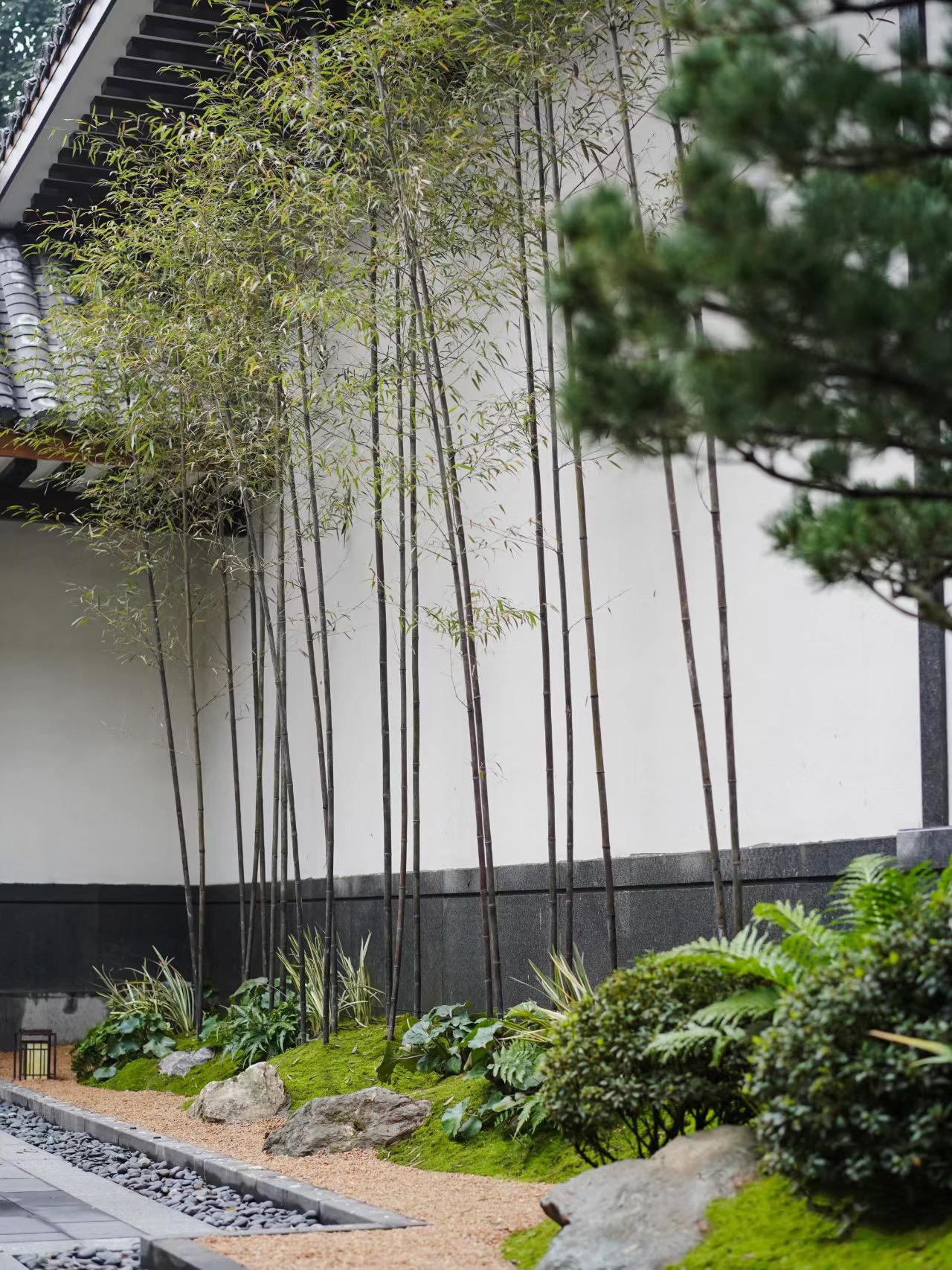 Đừng dại trồng 8 loại cây này trong nhà và sân vườn: Đẹp trước mắt, “đau ví” về sau - Ảnh 5.