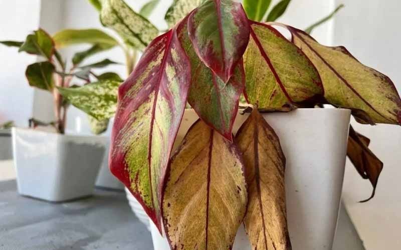 7 dấu hiệu nhận biết ngôi nhà "lỗi phong thủy": Càng ở càng bí bách, khó làm ăn - Ảnh 2.