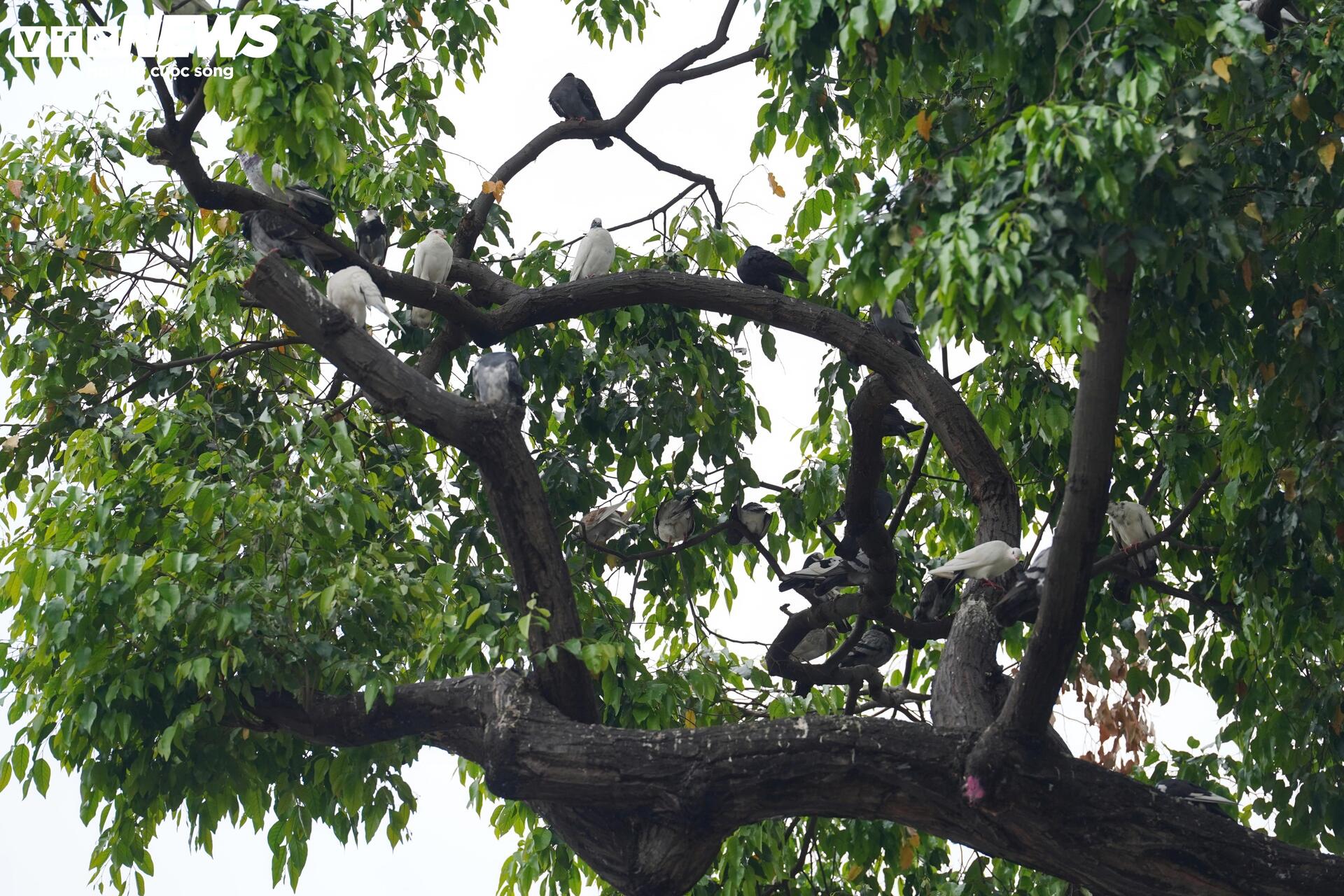 Xe đạp công cộng TP.HCM ế ẩm, du khách ngại dùng vì lý do khó tin- Ảnh 8.