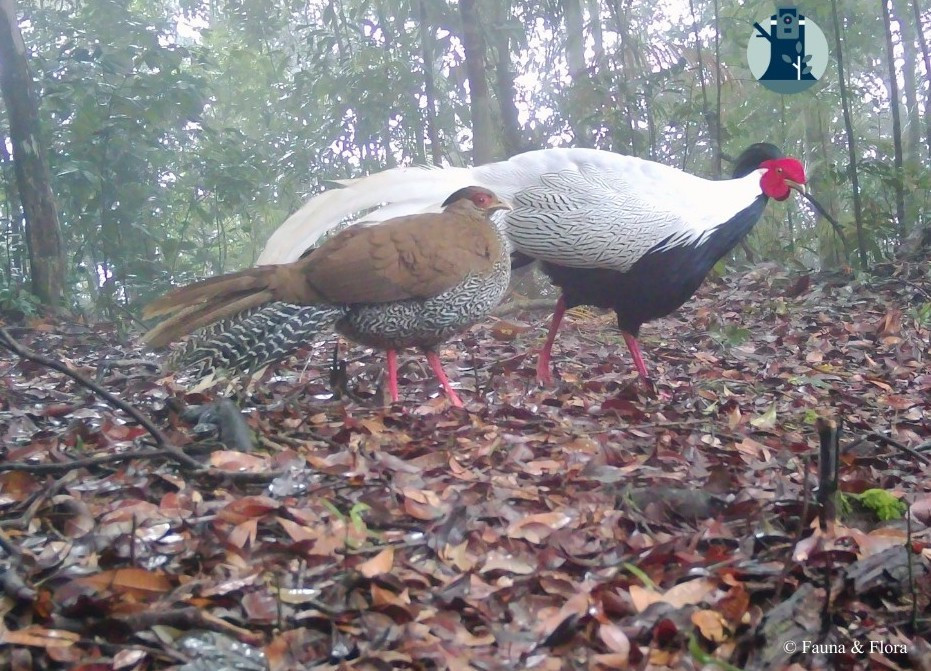 "Phượng hoàng trắng" lộ diện giữa đại ngàn lớn nhất Nghệ An - Ảnh 1.