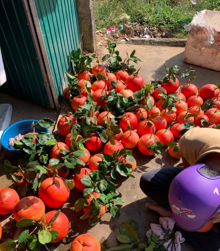 Cảnh báo đặc biệt tới các gia đình đang bày bưởi ngày Tết- Ảnh 2.