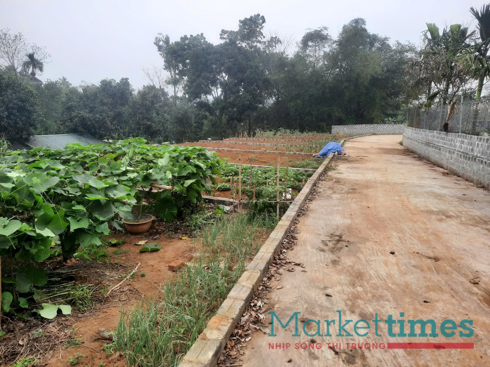 Hướng dẫn cách người dân phán ánh vi phạm đất đai qua đường dây nóng- Ảnh 1.