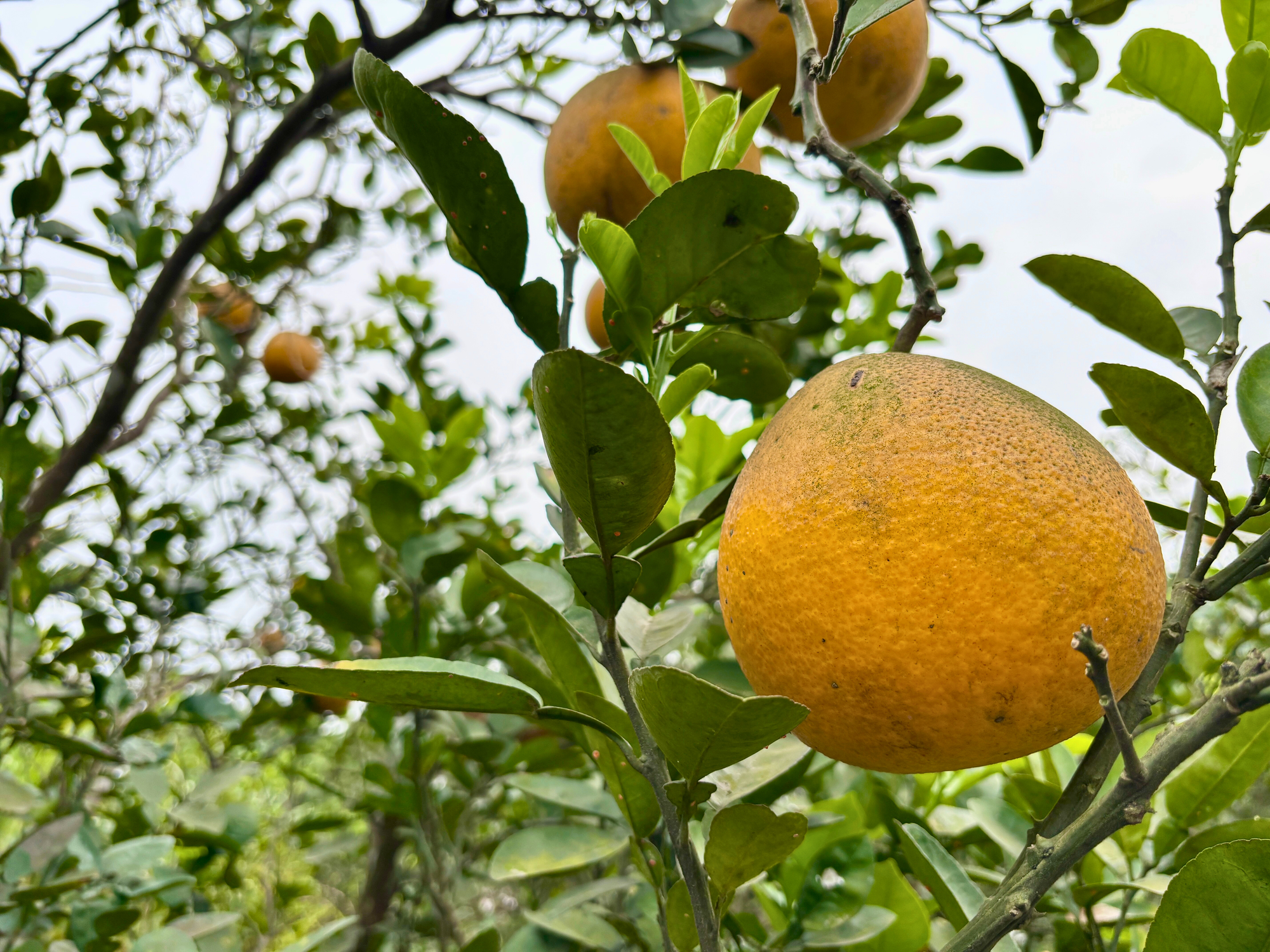 Vườn bưởi Diễn hối hả thu hoạch chuẩn bị Tết Nguyên đán - Ảnh 3.