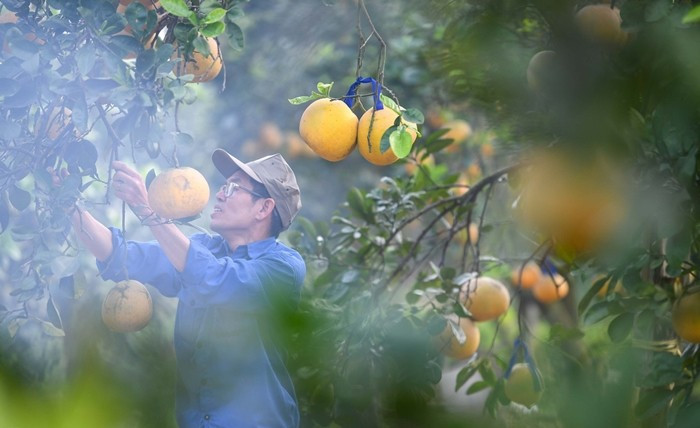 Vườn bưởi Diễn hối hả thu hoạch chuẩn bị Tết Nguyên đán - Ảnh 2.