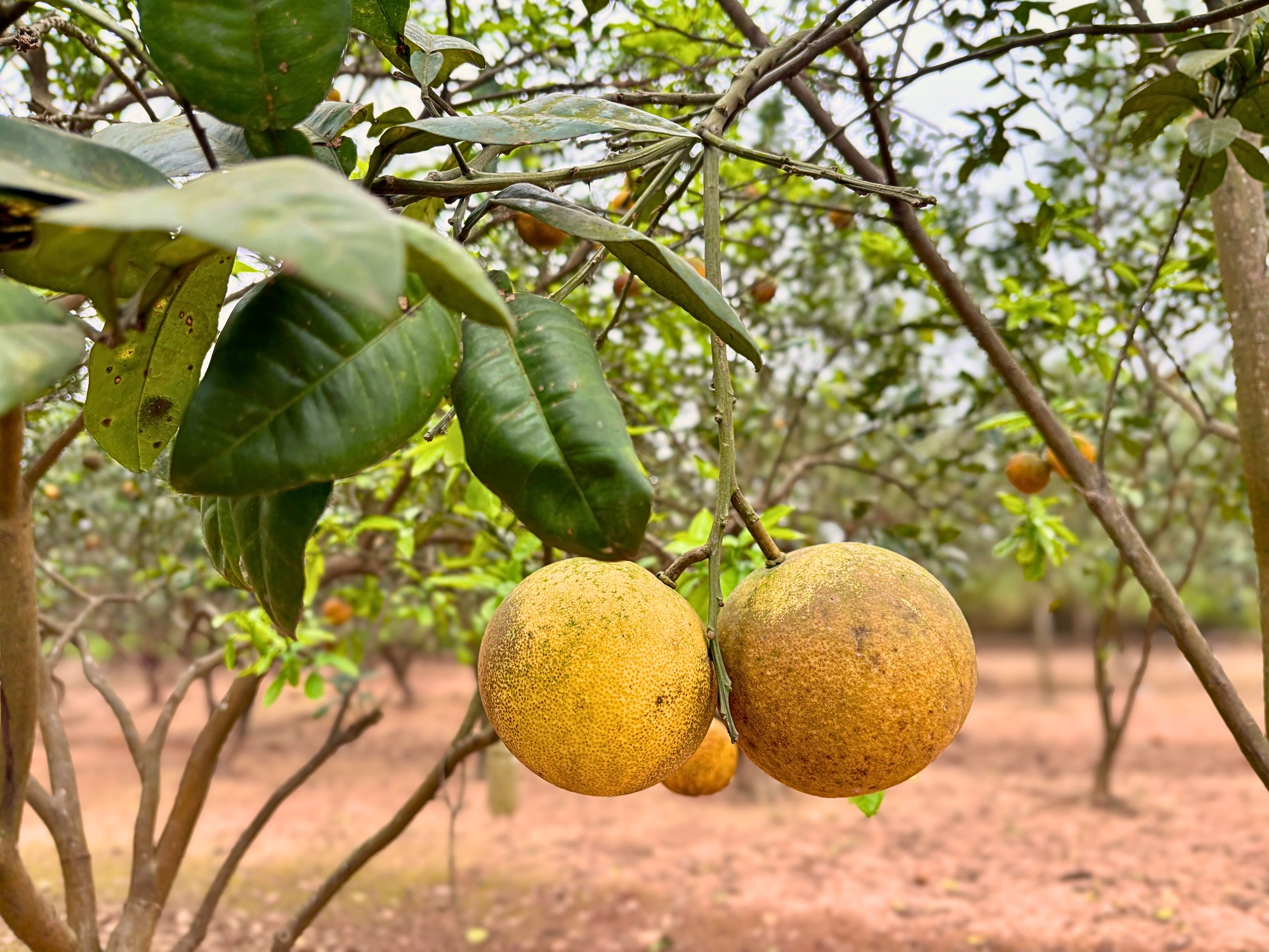 Vườn bưởi Diễn hối hả thu hoạch chuẩn bị Tết Nguyên đán - Ảnh 6.