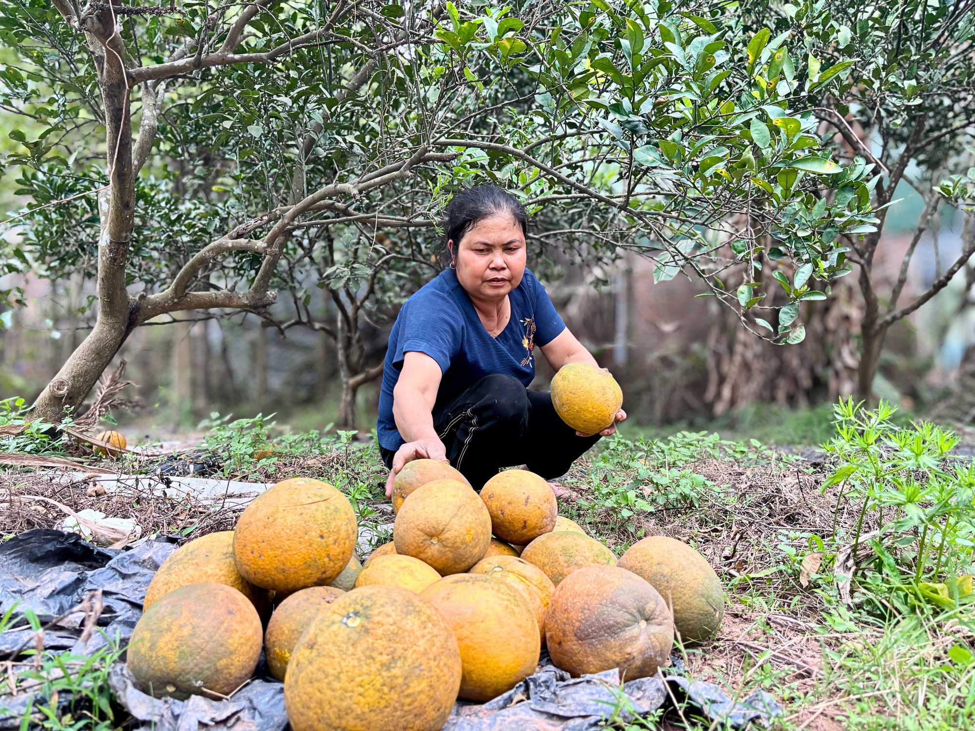 Vườn bưởi Diễn hối hả thu hoạch chuẩn bị Tết Nguyên đán - Ảnh 7.
