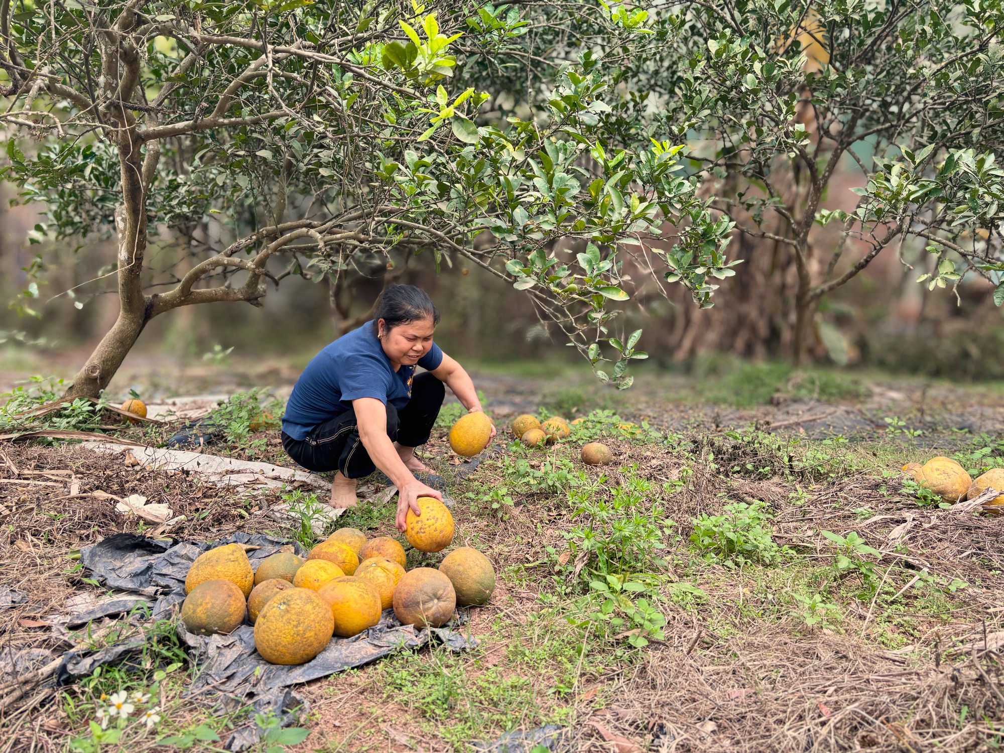 Vườn bưởi Diễn hối hả thu hoạch chuẩn bị Tết Nguyên đán - Ảnh 8.