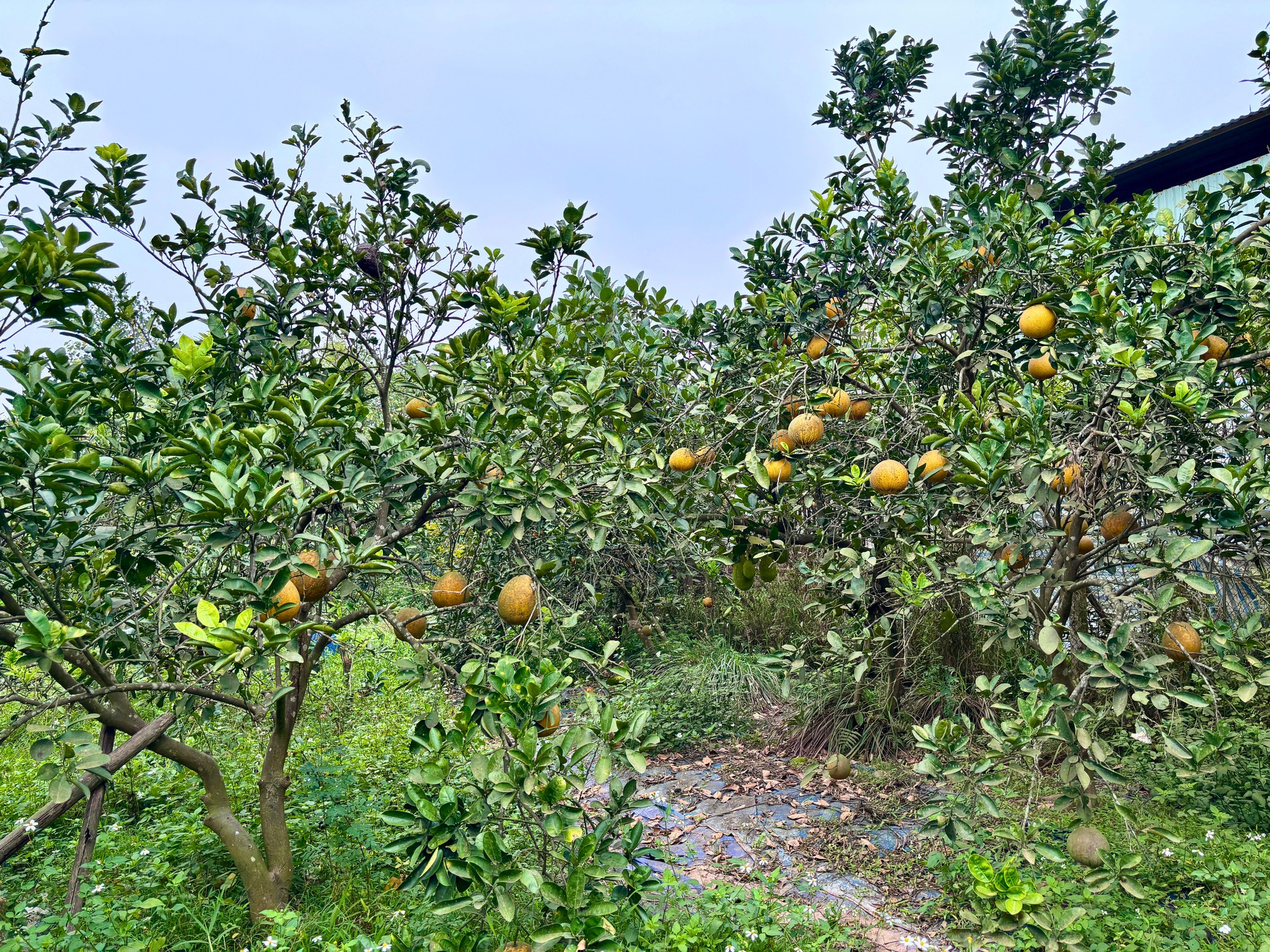 Vườn bưởi Diễn hối hả thu hoạch chuẩn bị Tết Nguyên đán - Ảnh 1.