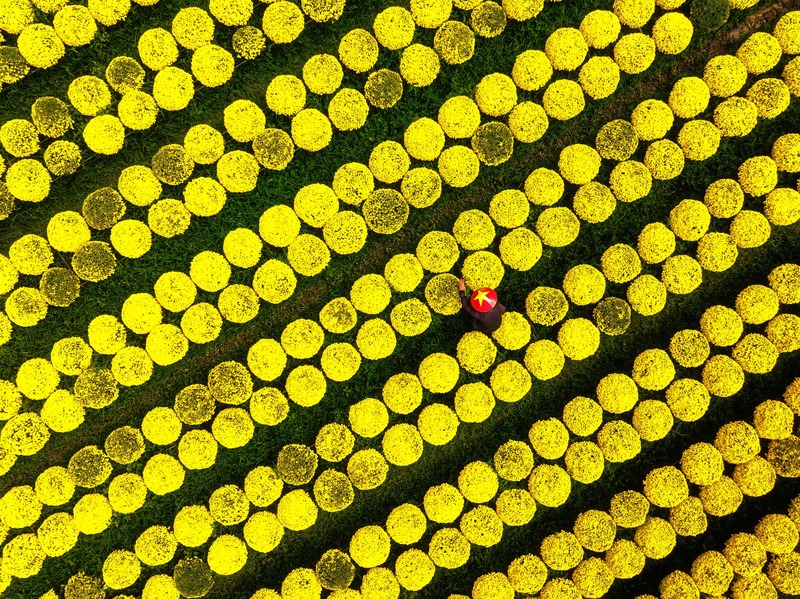 Làng hoa miền Tây đẹp nhất Việt Nam, cả nước sững sờ- Ảnh 3.