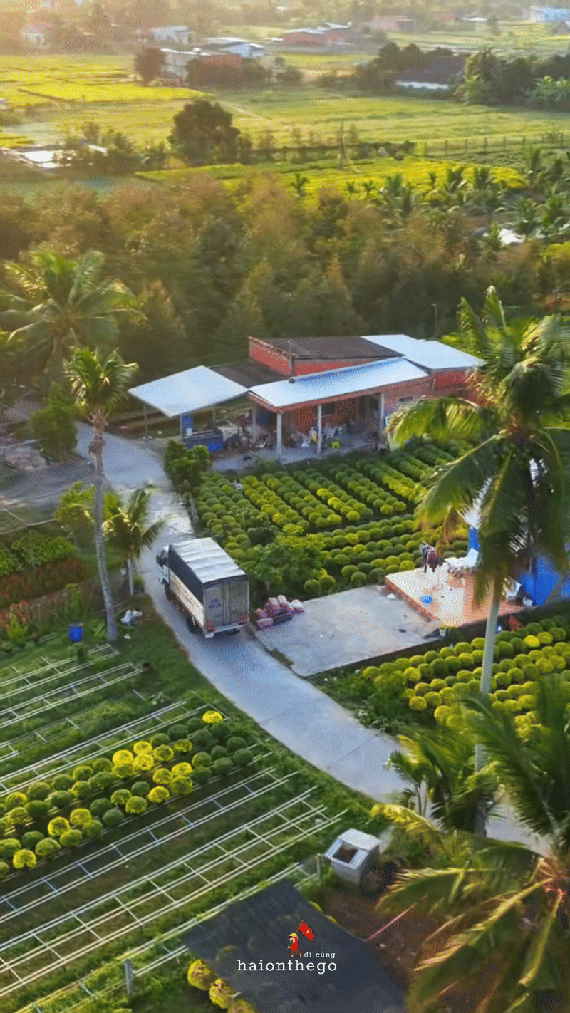 Làng hoa miền Tây đẹp nhất Việt Nam, cả nước sững sờ- Ảnh 2.