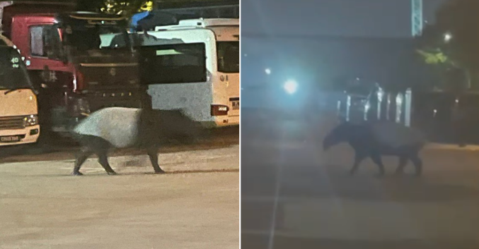 Bắt gặp "quái thú" lững thững giữa bãi xe lúc nửa đêm, chuyên gia nói: Loài duy nhất sống tại châu Á - Ảnh 2.