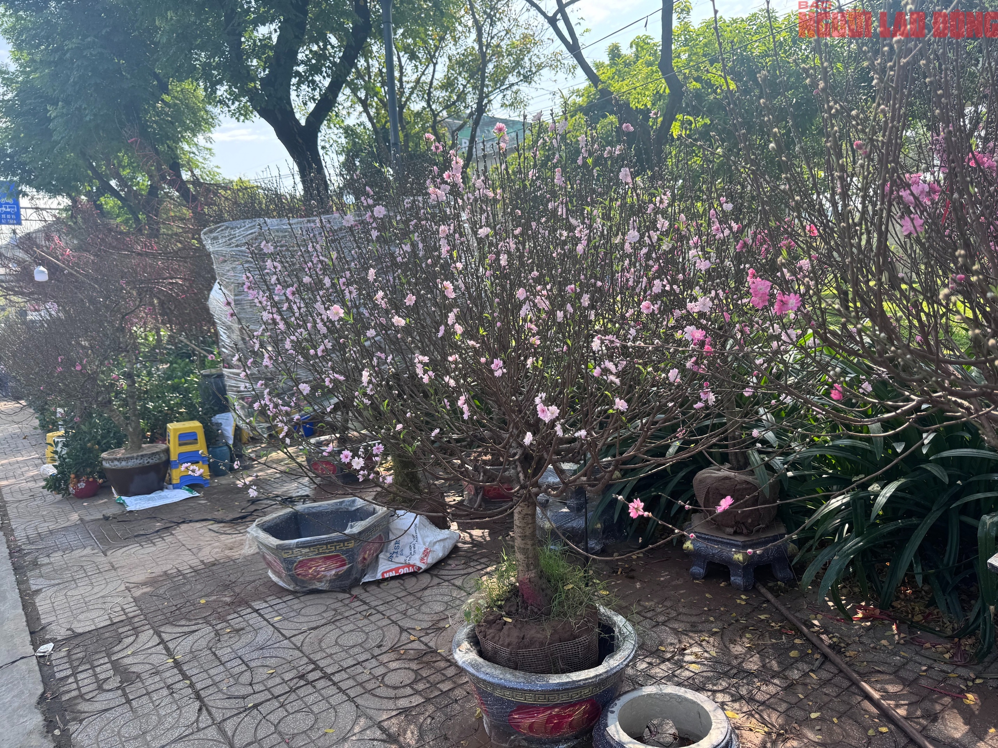 Giá hoa đào Tết 2026 tại TPHCM: Sự bùng nổ về chất lượng và giá cả - Ảnh 1.