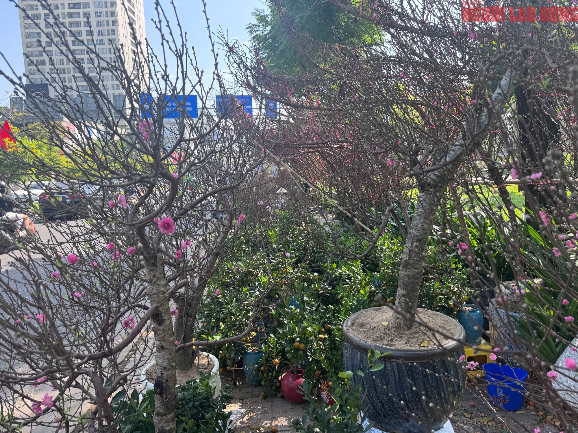 Giá hoa đào Tết 2026 tại TPHCM: Sự bùng nổ về chất lượng và giá cả - Ảnh 2.