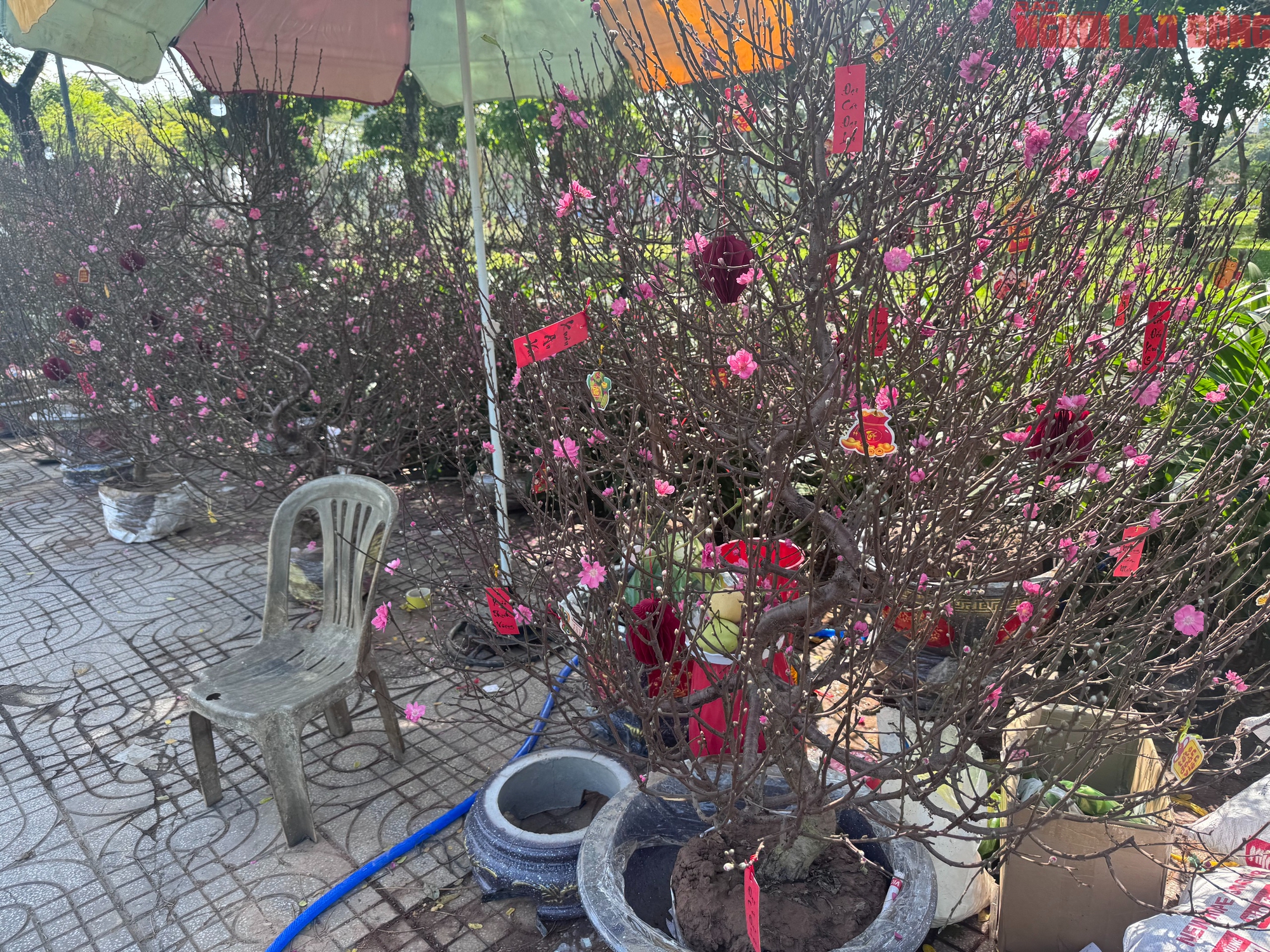 Giá hoa đào Tết 2026 tại TPHCM: Sự bùng nổ về chất lượng và giá cả - Ảnh 4.