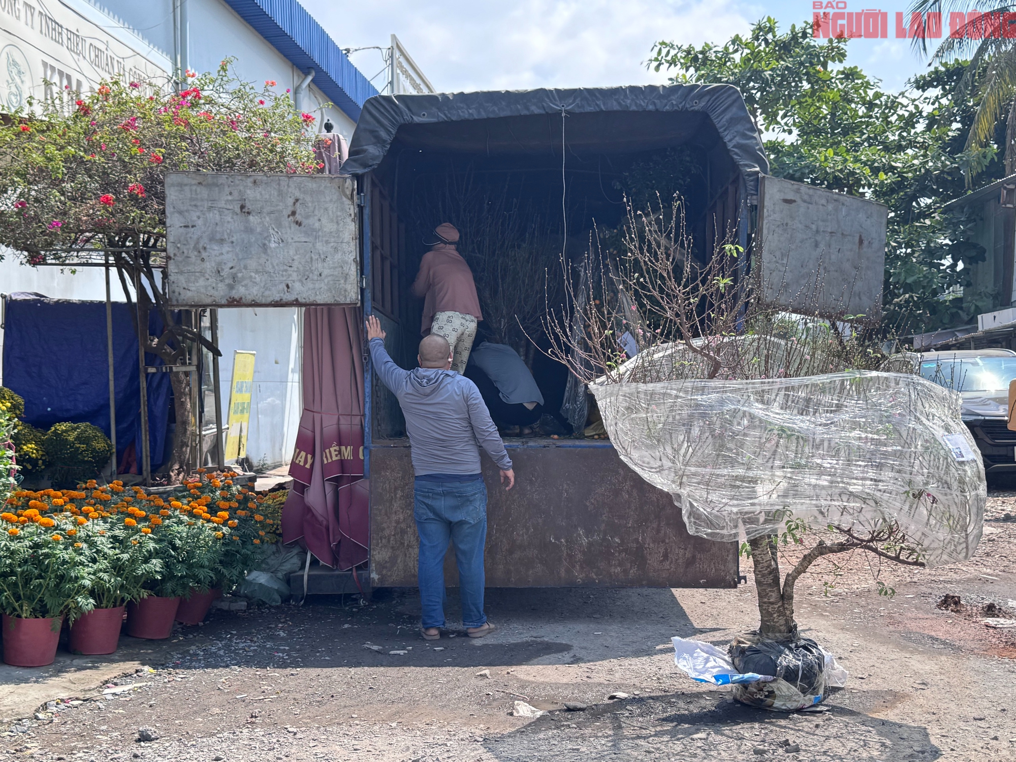 Giá hoa đào Tết 2026 tại TPHCM: Sự bùng nổ về chất lượng và giá cả - Ảnh 5.