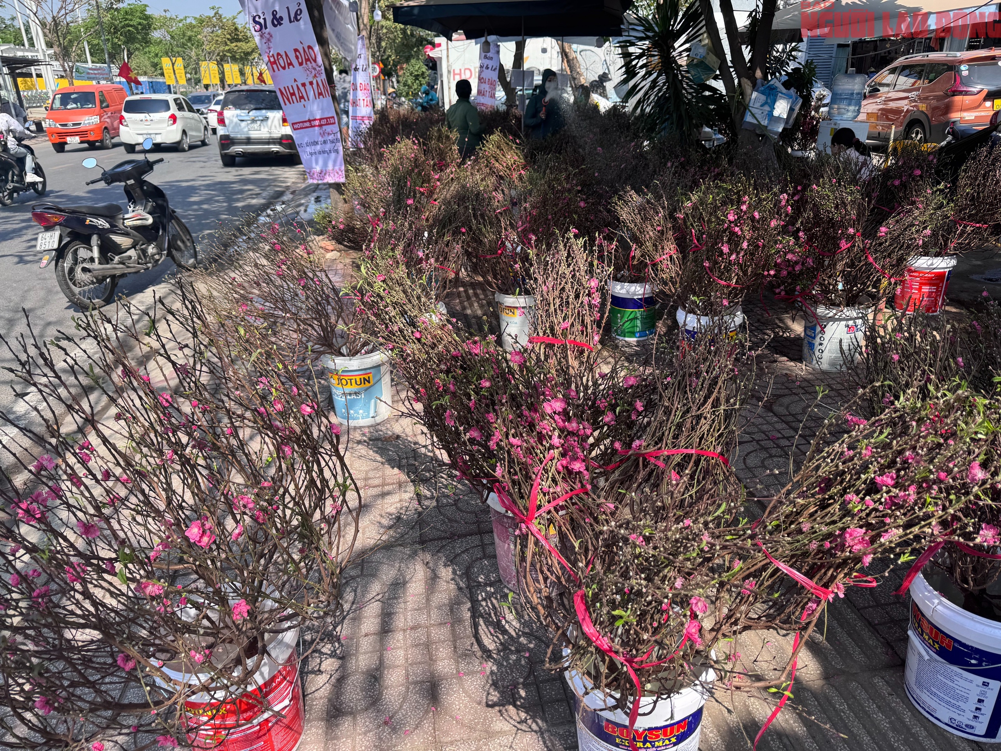 Giá hoa đào Tết 2026 tại TPHCM: Sự bùng nổ về chất lượng và giá cả - Ảnh 6.