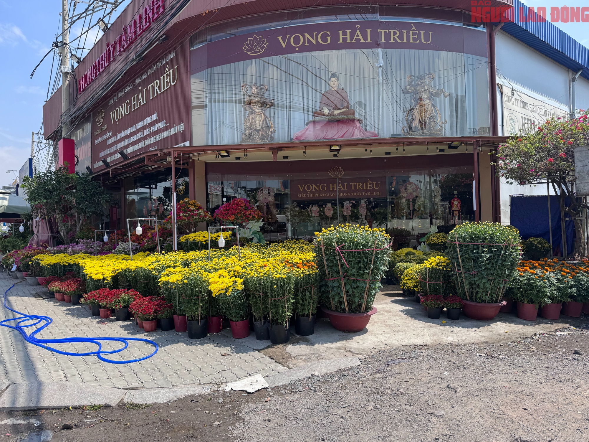 Giá hoa đào Tết 2026 tại TPHCM: Sự bùng nổ về chất lượng và giá cả - Ảnh 15.