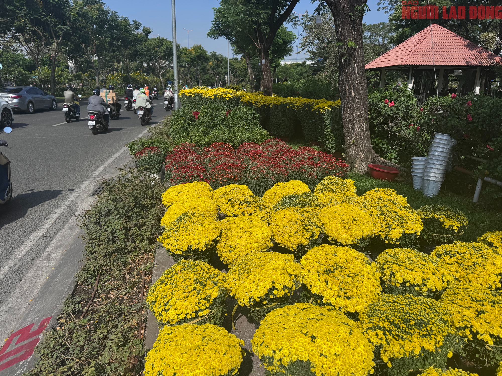 Giá hoa đào Tết 2026 tại TPHCM: Sự bùng nổ về chất lượng và giá cả - Ảnh 17.