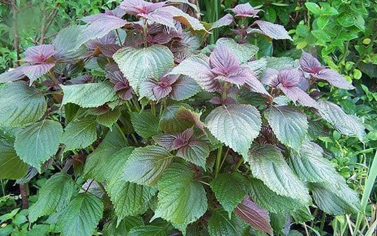 3 loại cây gia vị nên trồng trong năm Bính Ngọ- Ảnh 2.