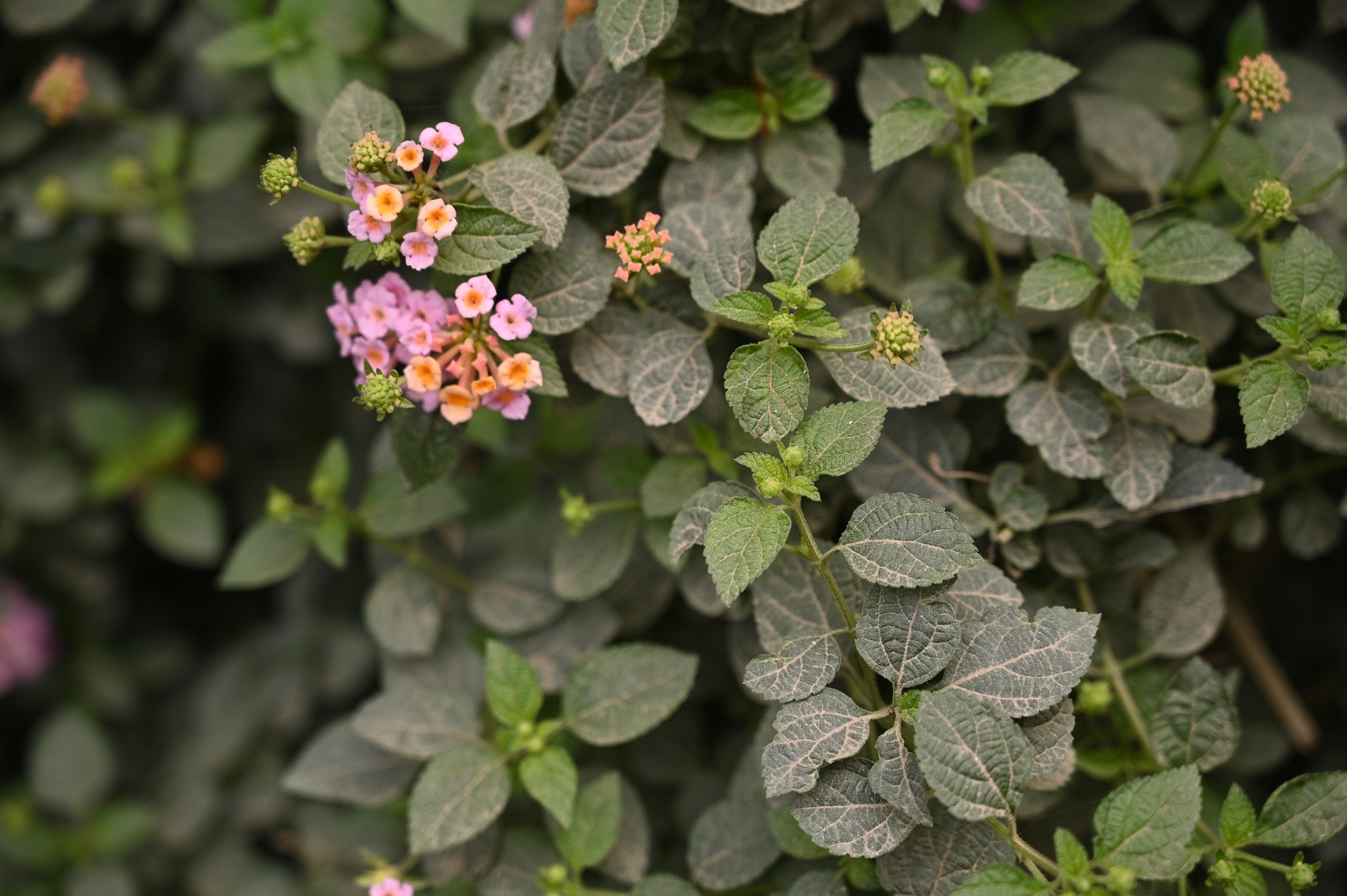 Sát Tết, đường Nguyễn Tuân vẫn ngổn ngang: Người dân Hà Nội "kêu trời" vì bụi mù kèm ùn tắc- Ảnh 12.