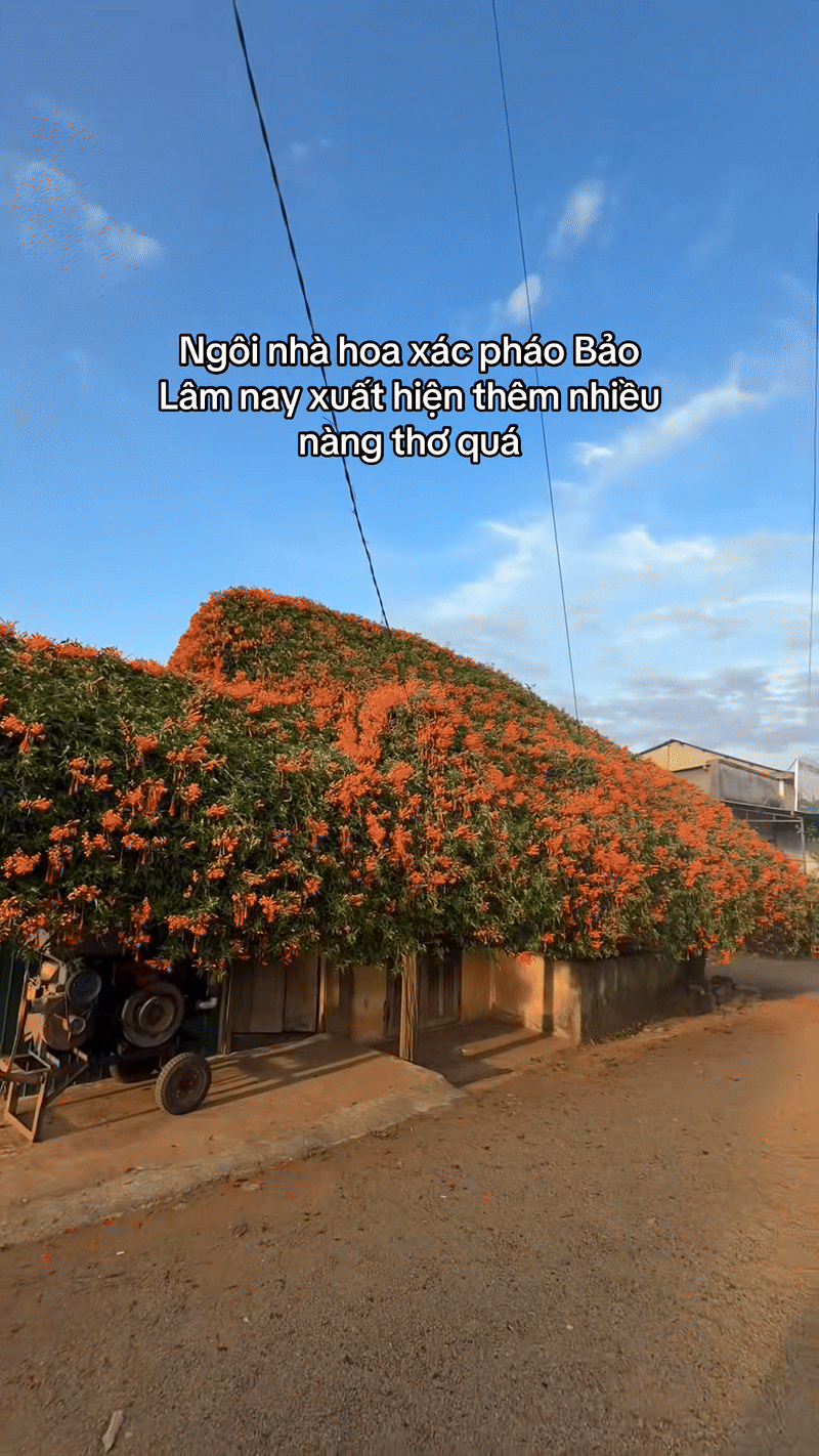 Sáng nhất Lâm Đồng lúc này: Ngôi nhà phủ kín hoa xác pháo đỏ rực, ngắm 1 hồi ngỡ lạc ở cõi tiên- Ảnh 6.