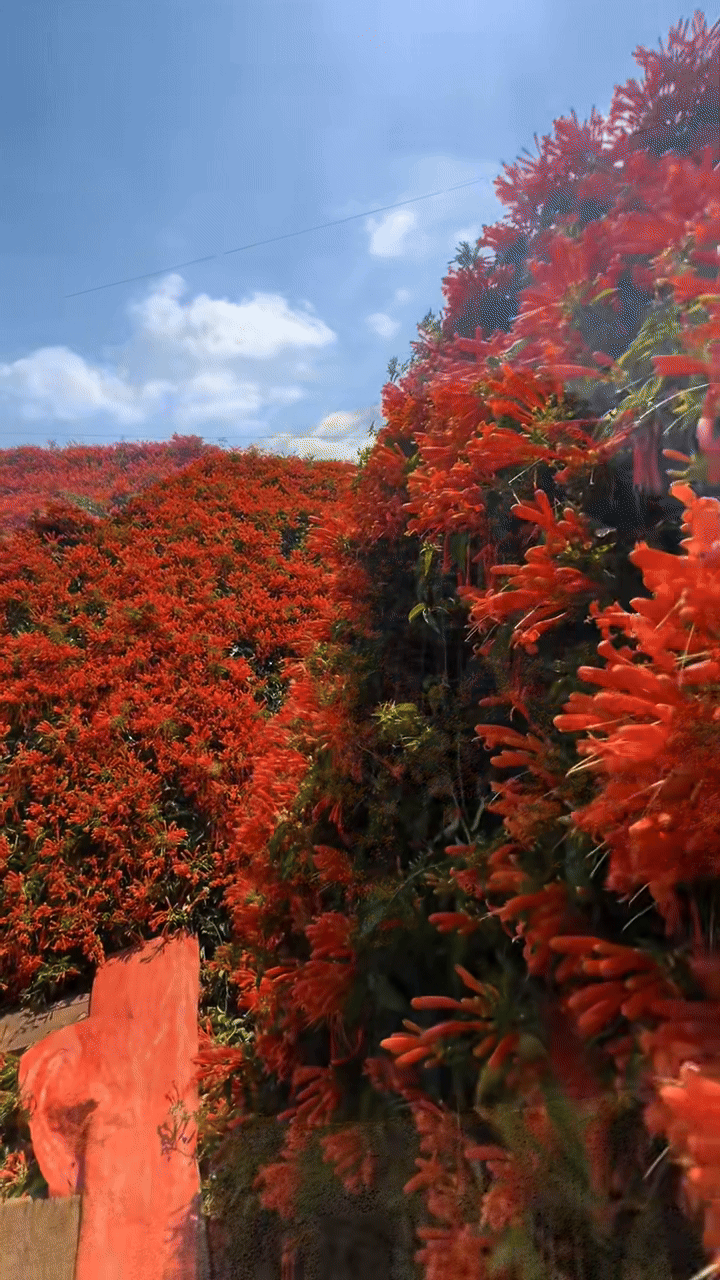 Sáng nhất Lâm Đồng lúc này: Ngôi nhà phủ kín hoa xác pháo đỏ rực, ngắm 1 hồi ngỡ lạc ở cõi tiên- Ảnh 5.