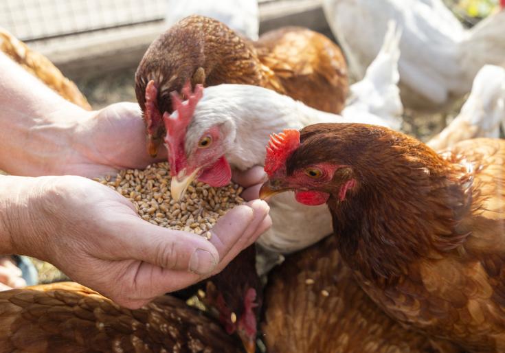 Hé lộ 4 mánh khóe thường gặp khi mua trứng! Chỉ cần nhớ 2 điểm này bạn sẽ không bị lừa- Ảnh 7.