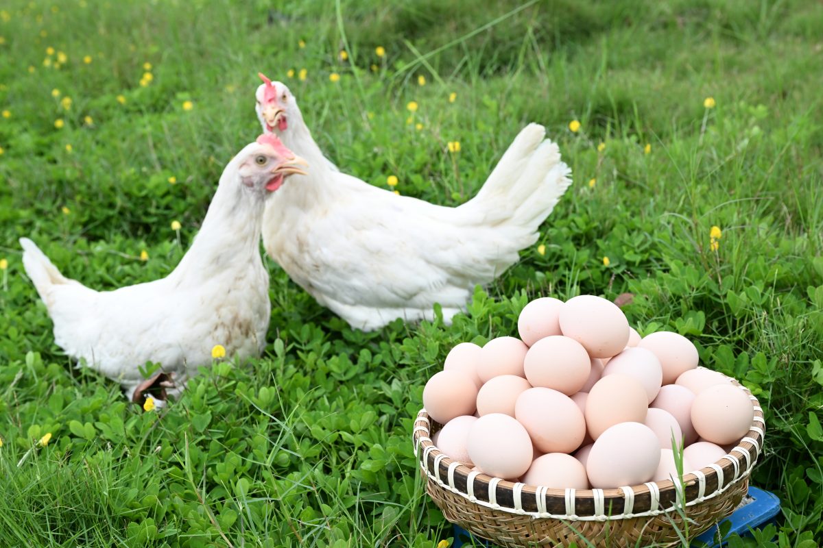 Hé lộ 4 mánh khóe thường gặp khi mua trứng! Chỉ cần nhớ 2 điểm này bạn sẽ không bị lừa- Ảnh 5.