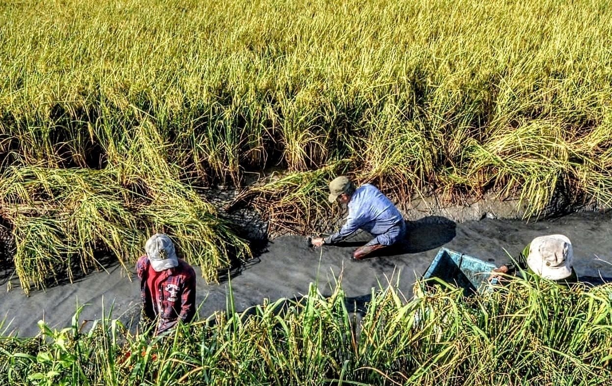 Chuyện lạ Cà Mau: Nuôi loài ‘thuỷ quái’ xanh biếc cùng với lúa, dân thu lãi kỷ lục chưa từng có- Ảnh 1.
