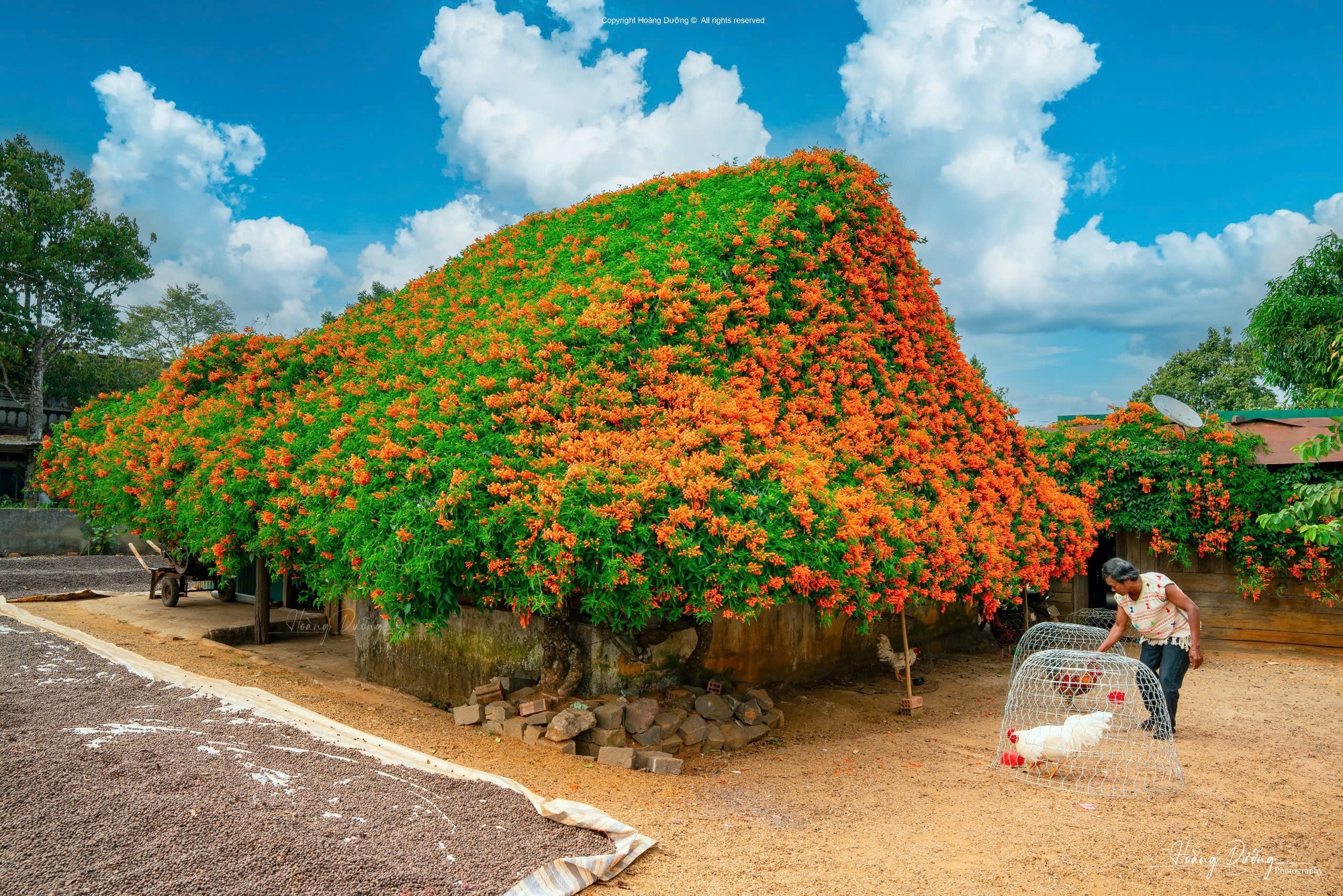 Sáng nhất Lâm Đồng lúc này: Ngôi nhà phủ kín hoa xác pháo đỏ rực, ngắm 1 hồi ngỡ lạc ở cõi tiên- Ảnh 4.