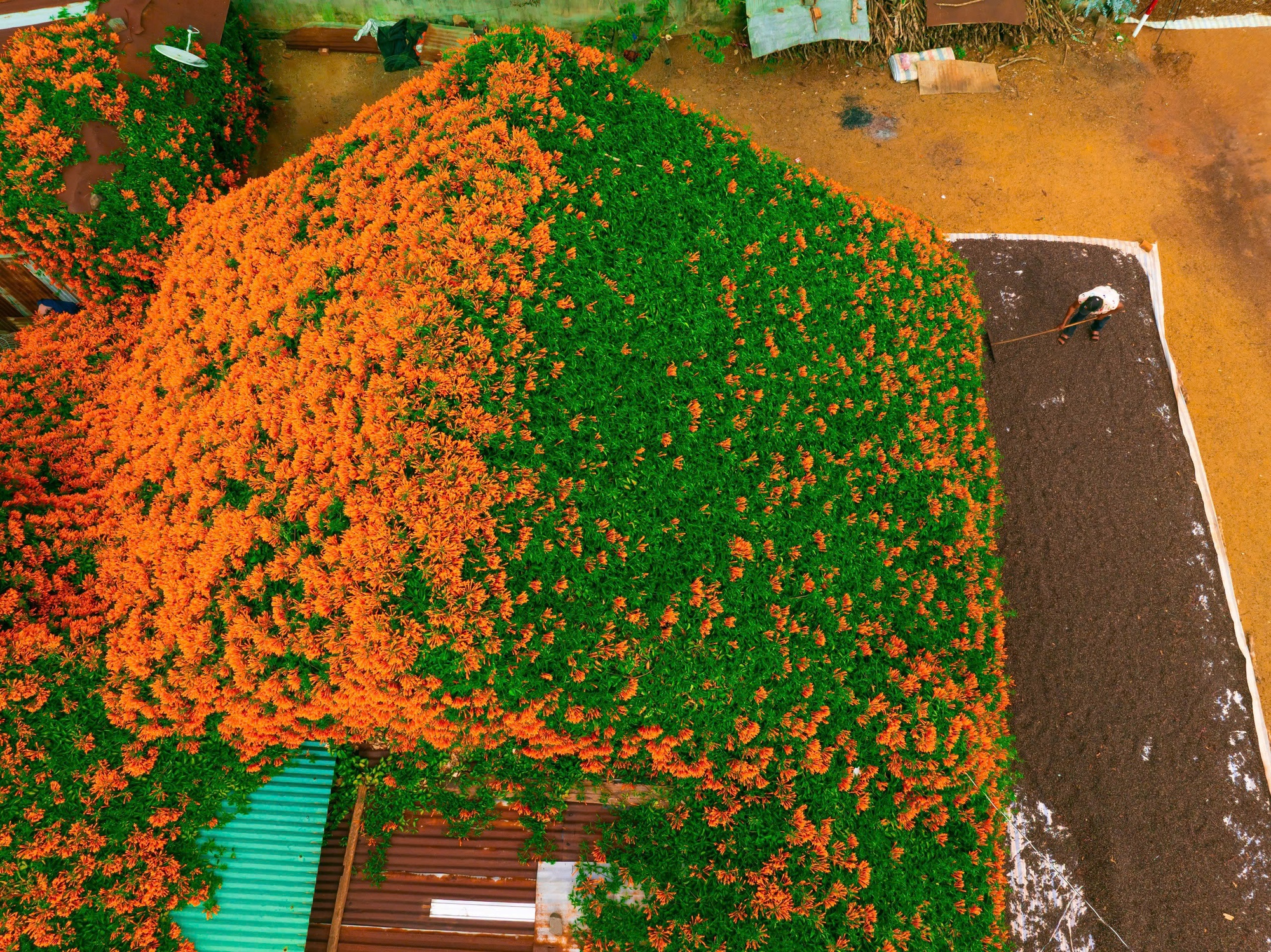 Sáng nhất Lâm Đồng lúc này: Ngôi nhà phủ kín hoa xác pháo đỏ rực, ngắm 1 hồi ngỡ lạc ở cõi tiên- Ảnh 2.