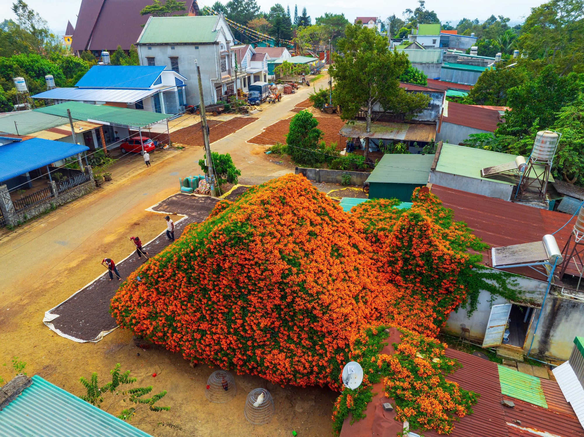 Sáng nhất Lâm Đồng lúc này: Ngôi nhà phủ kín hoa xác pháo đỏ rực, ngắm 1 hồi ngỡ lạc ở cõi tiên- Ảnh 1.