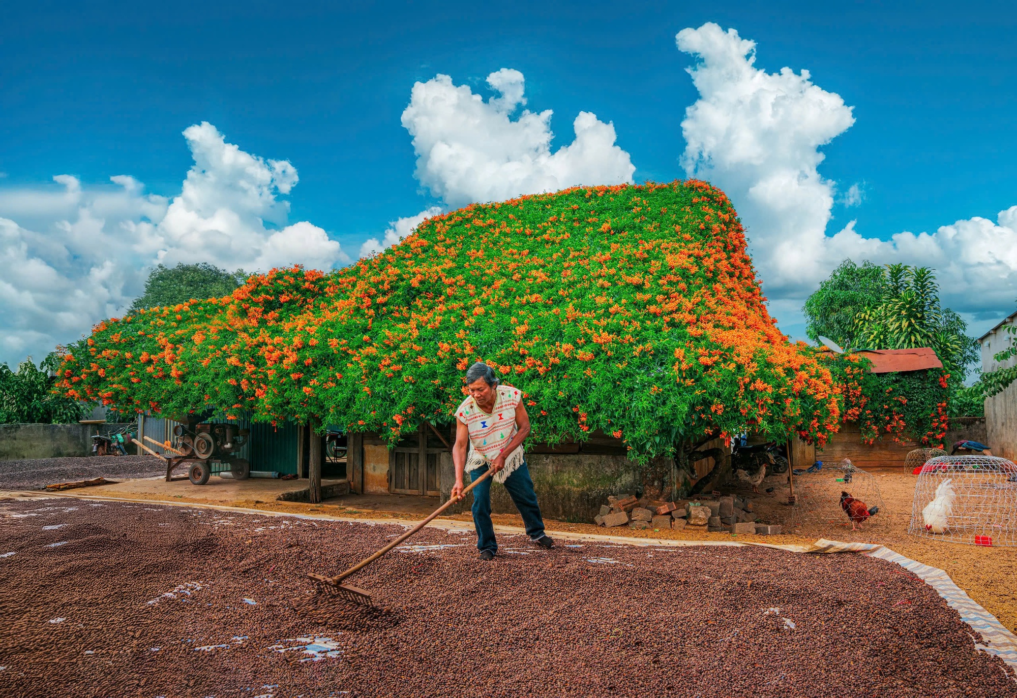 Sáng nhất Lâm Đồng lúc này: Ngôi nhà phủ kín hoa xác pháo đỏ rực, ngắm 1 hồi ngỡ lạc ở cõi tiên- Ảnh 3.