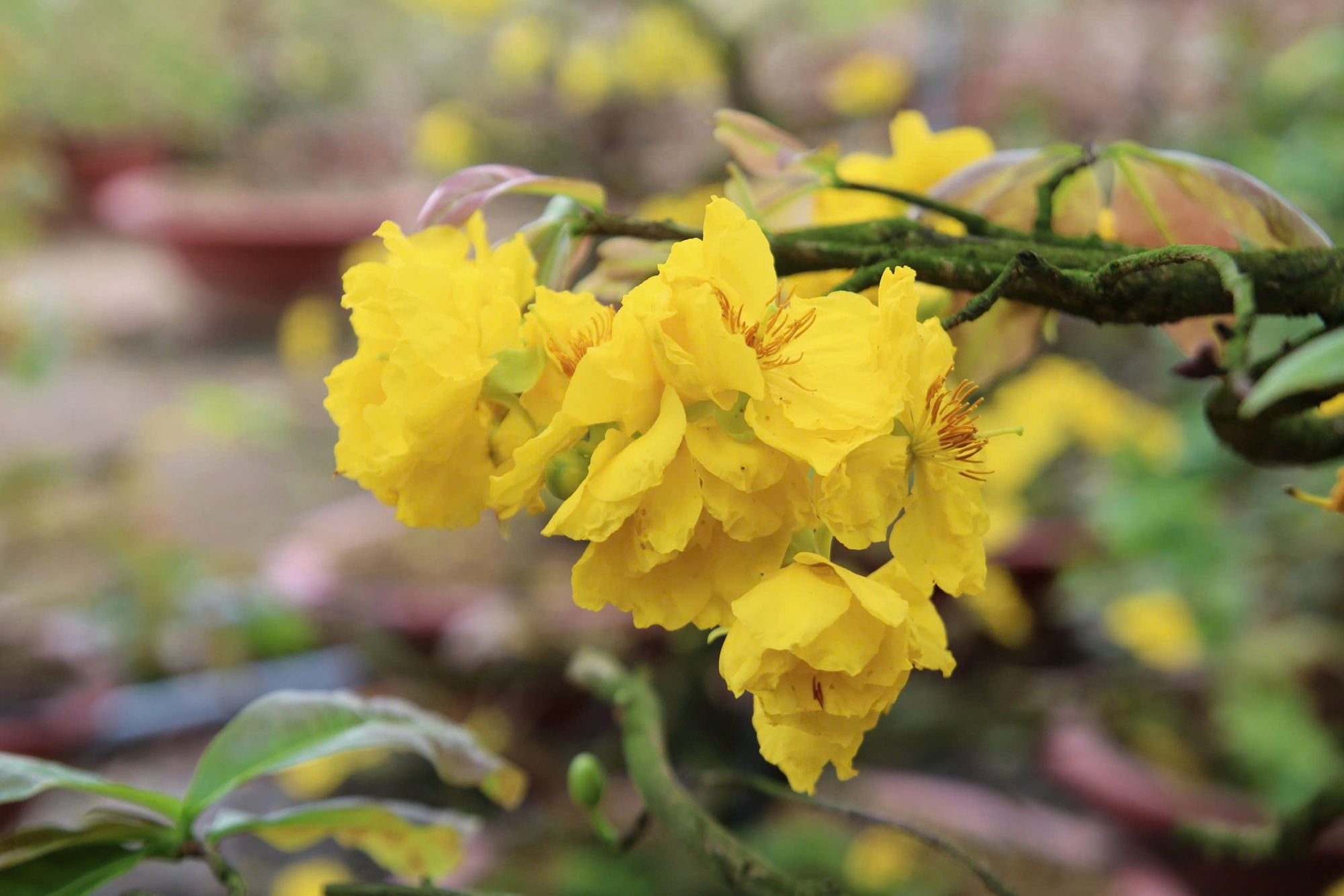 Bất ngờ với giống hoa Tết có tới hàng chục cánh, được giới sành chơi đặc biệt săn đón - Ảnh 3.