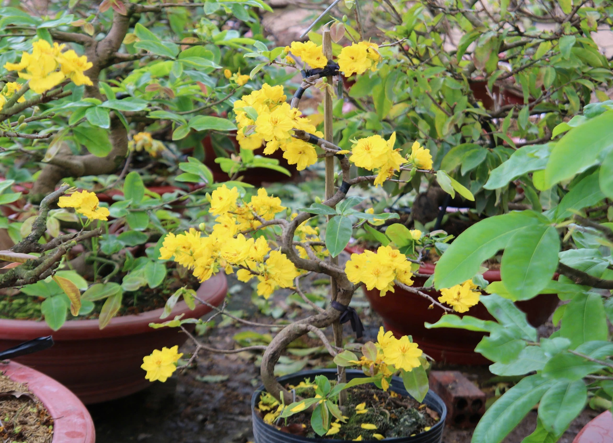 Bất ngờ với giống hoa Tết có tới hàng chục cánh, được giới sành chơi đặc biệt săn đón - Ảnh 5.